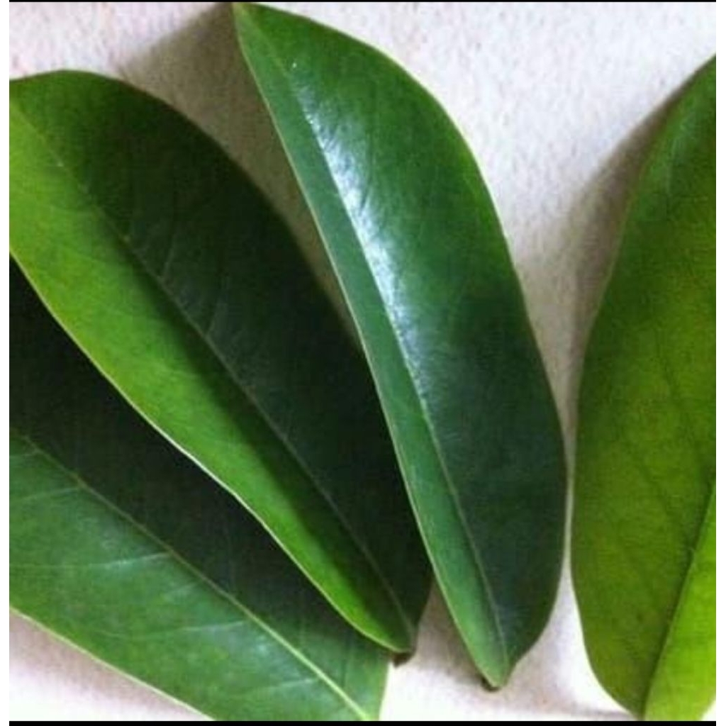 

daun sirsak segar