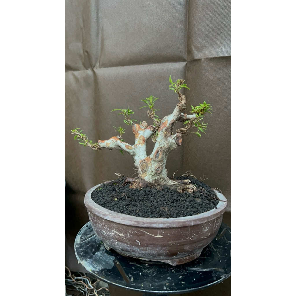 BONSAI MAME FICUS