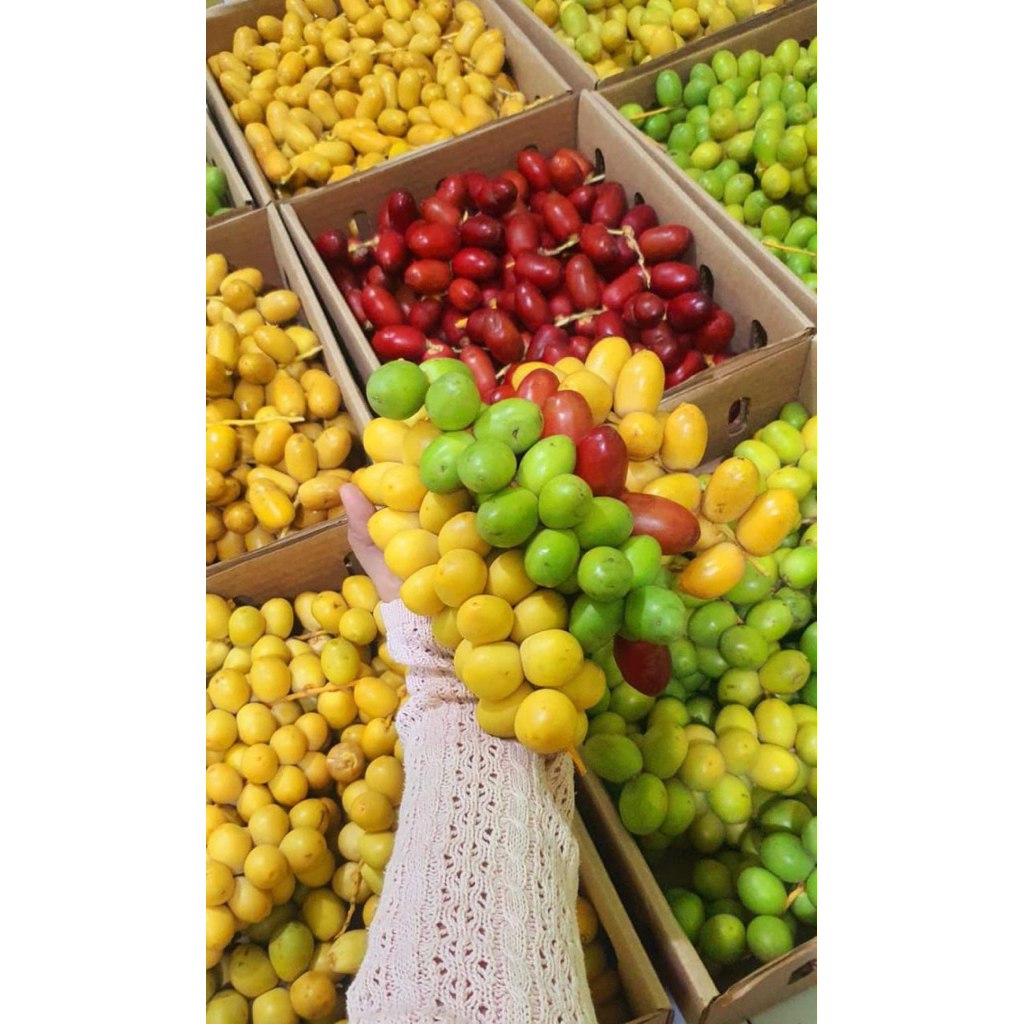 

PO 7 HARI KURMA MUDA 500 GR FRESH | FREE zuriat & testpack | Kurma Muda Kuning dan Hijau BARHI/BARHE | Kurma Muda Promil