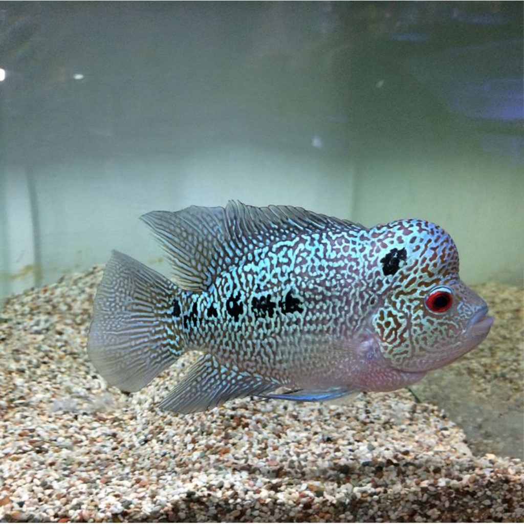 [BERGARANSI] Ikan Louhan Cencu Indukan, Sise ±8cm