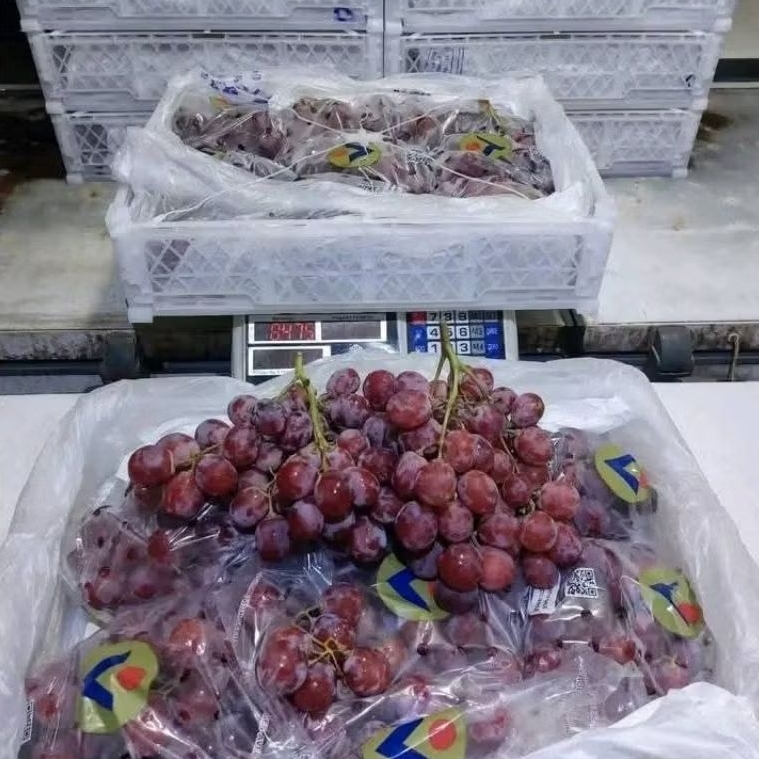 

ANGGUR RED GLOBE CHILI 500gr