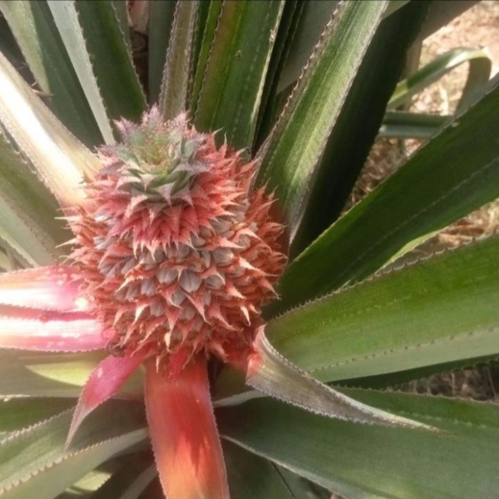 

Buah nanas muda segar