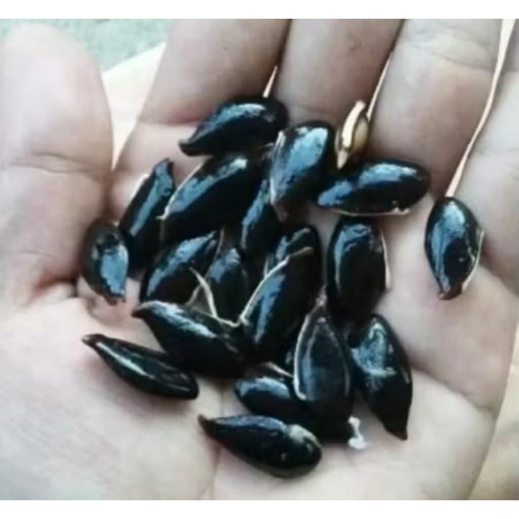 25 BENIH BIJI SAWO ATAU KECIK