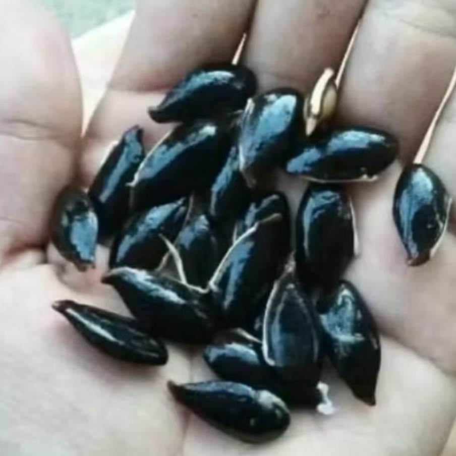 30 BENIH BIJI SAWO ATAU KECIK