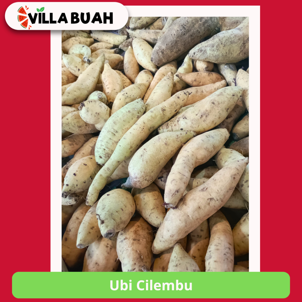 

Ubi Cilembu (500-550 gram)