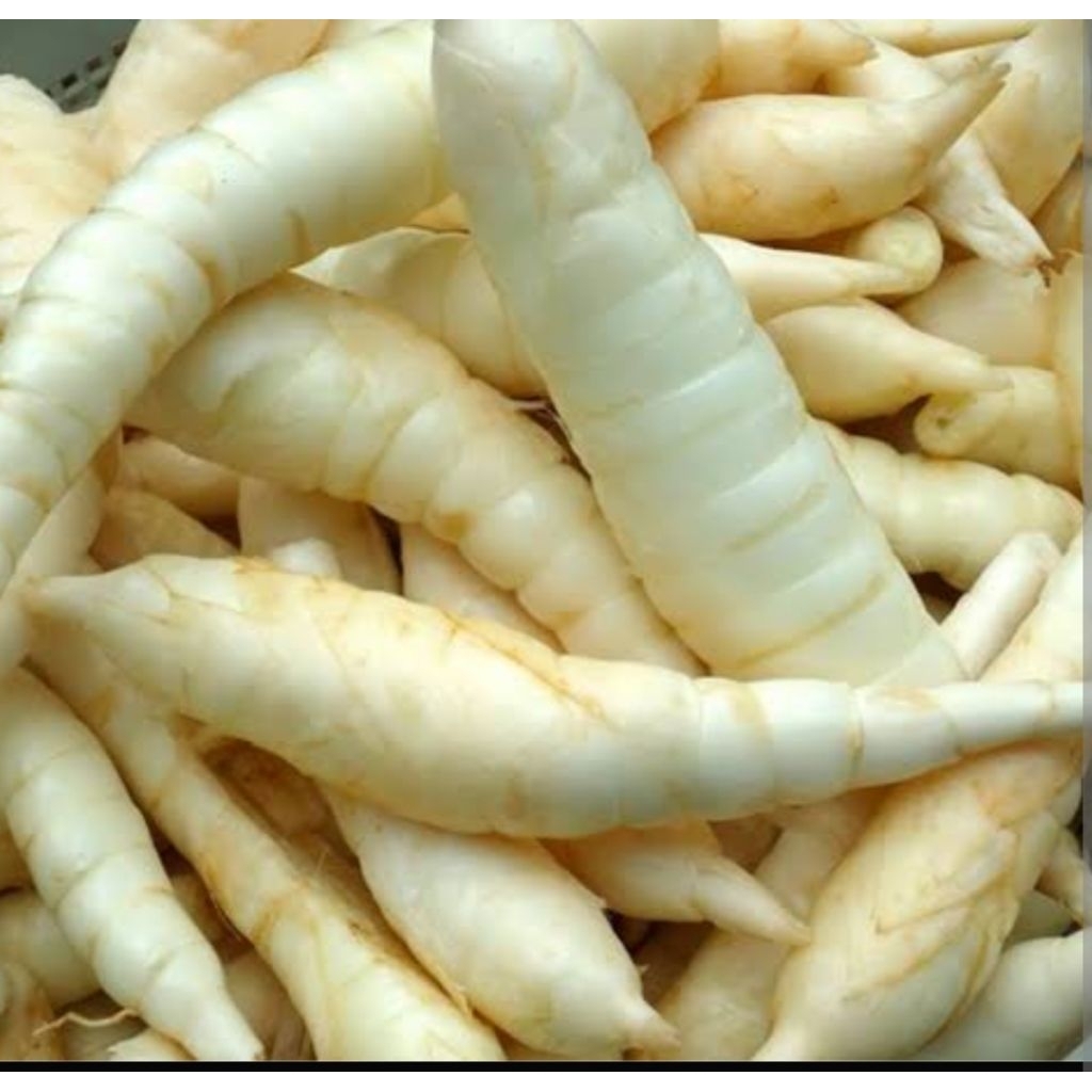 

Umbi Ubi Garut Super ecer 500 gram FRESH benar-benar baru Cabut/panen