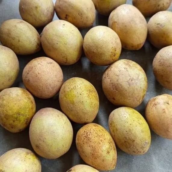 

SAWO MADU SIAP MATANG 1KG