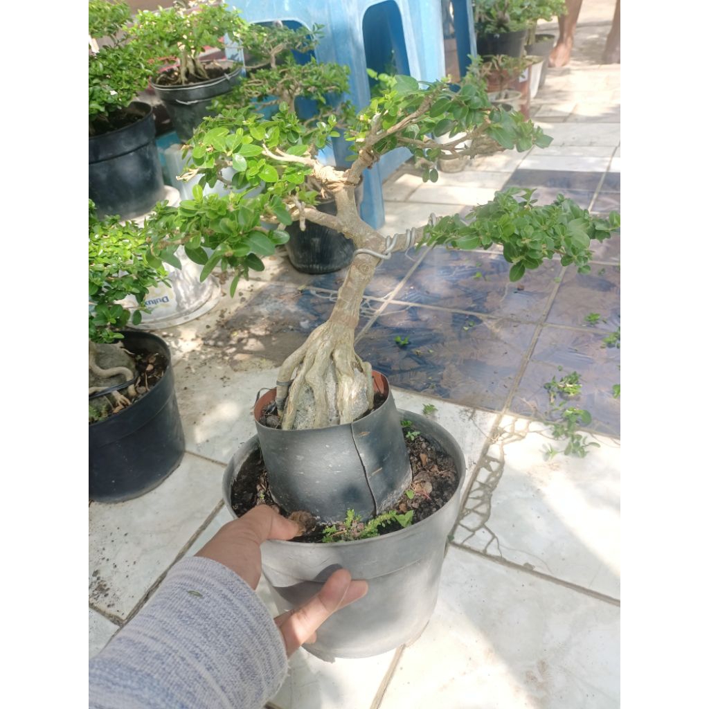 bonsai Sancang sudah jadi