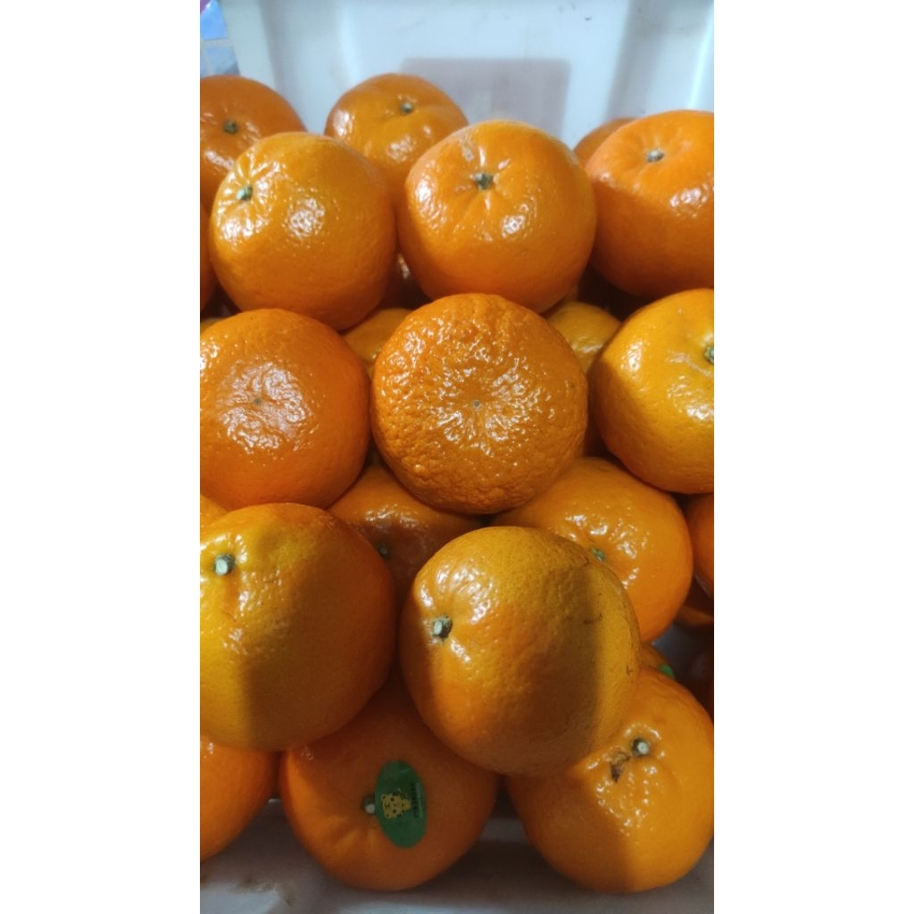 

Jeruk Wokam, wogam, wogan Premium, Jeruk Mandarin