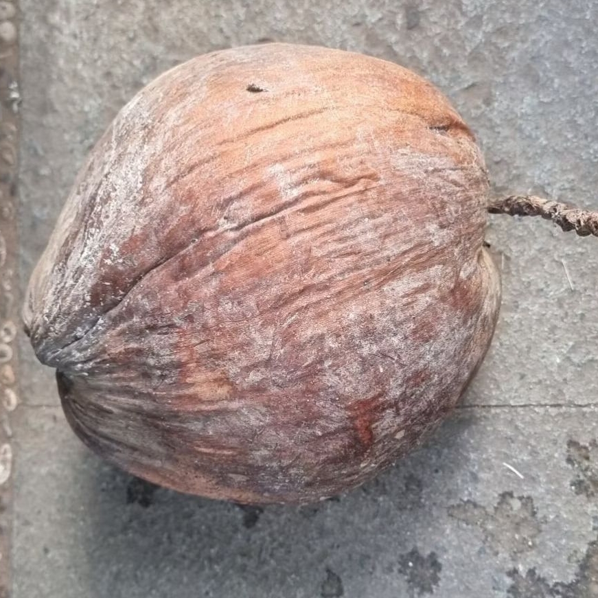 

Kelapa pandan tua kering