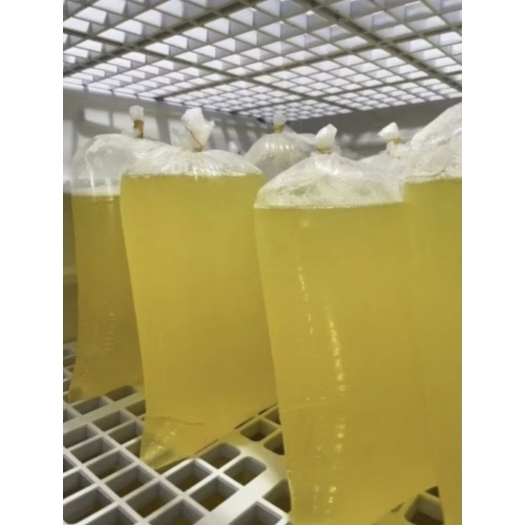 

putih telur mentah 1 kg