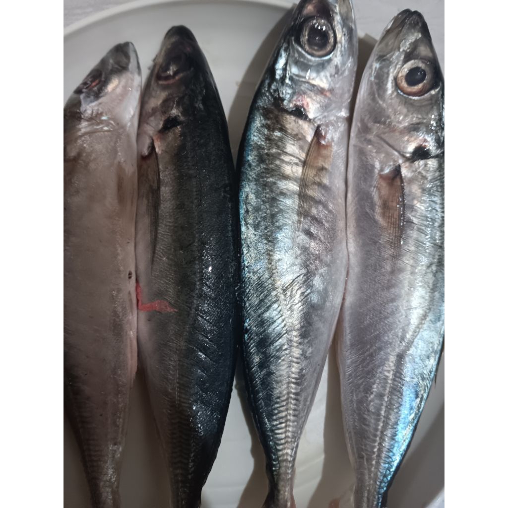 

Ikan Laut Sarden Mentah 500gr 1000gr