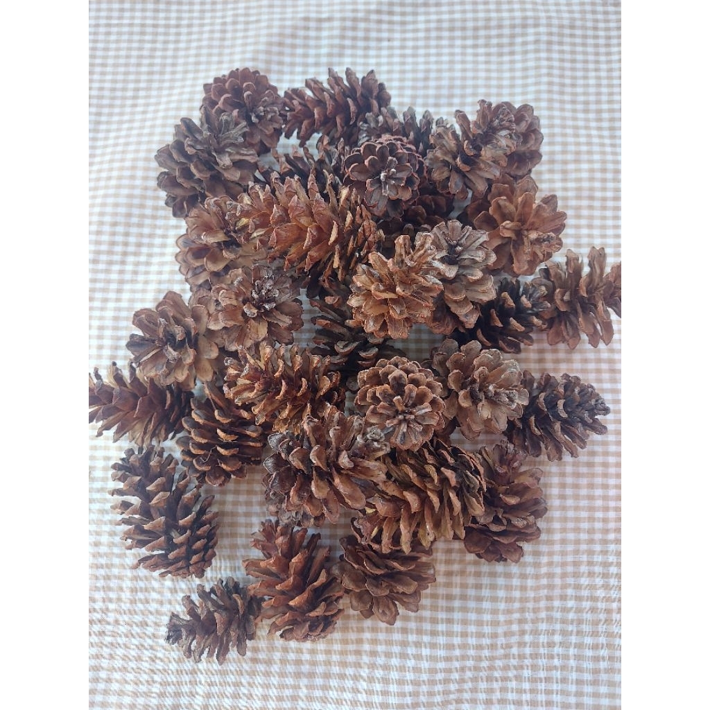 

Biji pinus kering besar kecil sedang