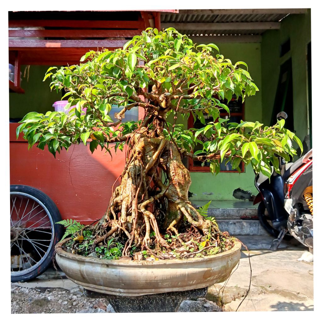 BONSAI BERINGIN ARJUNA KUALITAS TOP