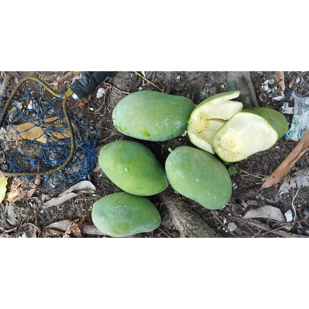 Mangga Muda/Rujak Gadung 1kg Super (premium)