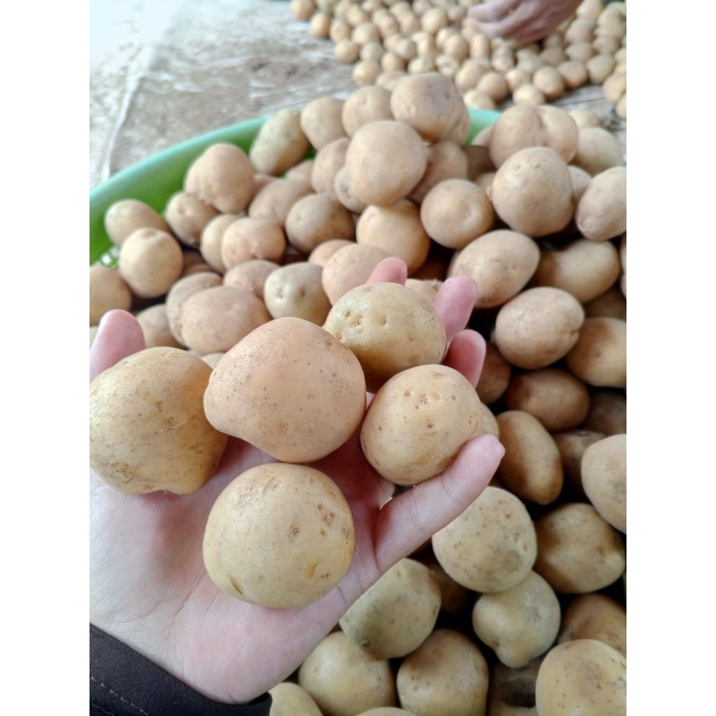 

KENTANG DAERAH UKURAN SEDANG 1KG ISI 25-30 BIJI MURAH