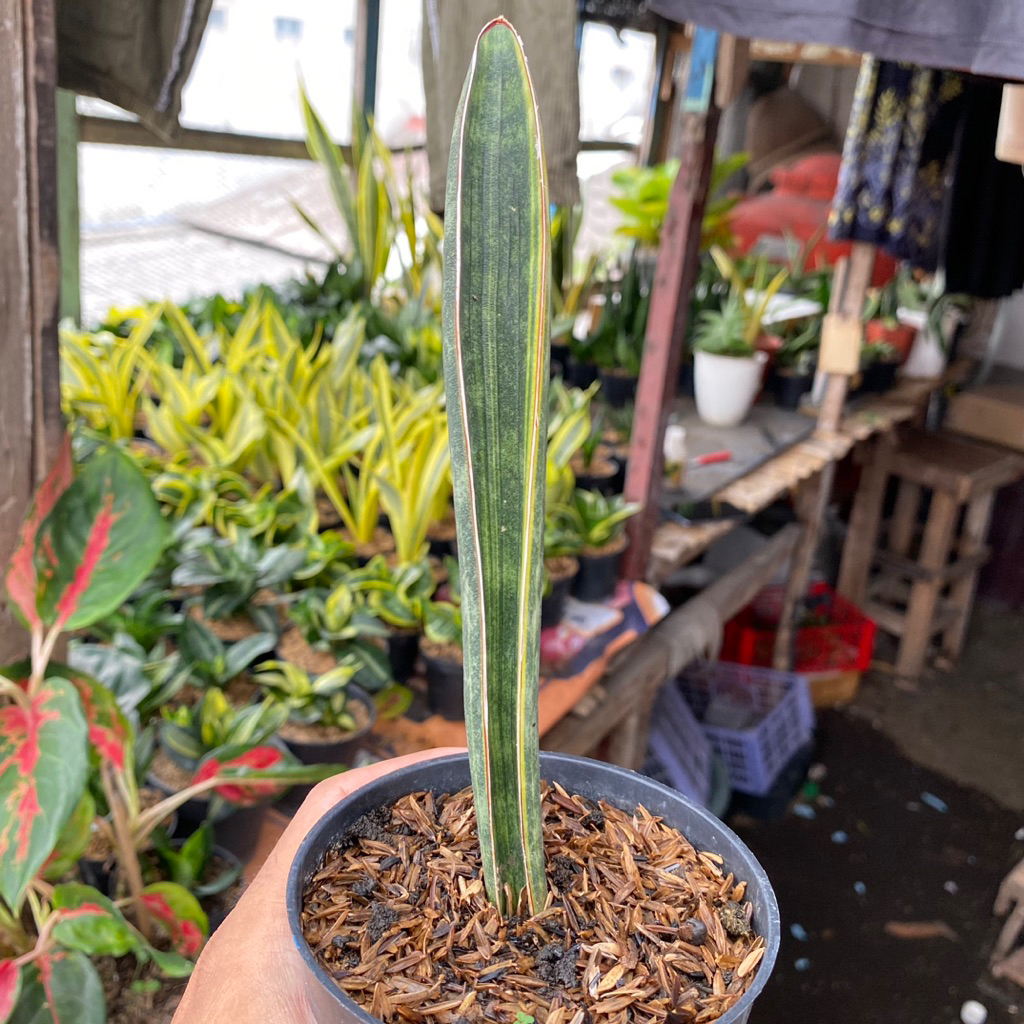 SANSIVERA BASEBALL VARIGATA