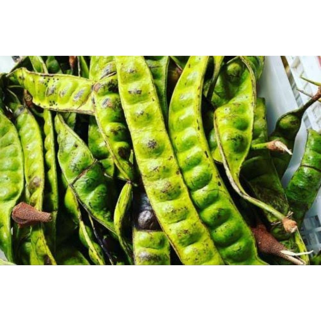 

Petai / Pete per 100gr