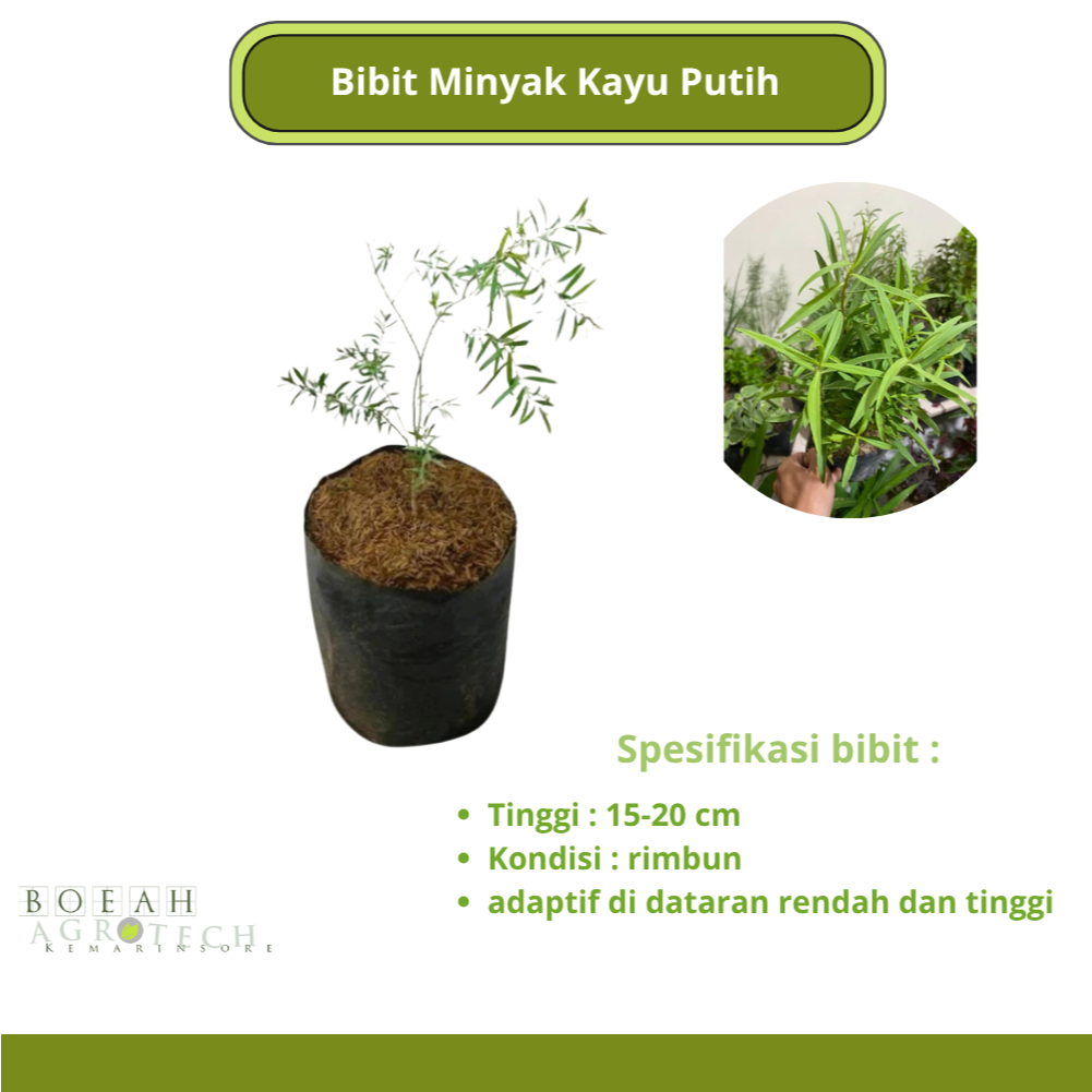 Bibit Minyak Kayu Putih/ Bibit Tanaman Minyak Kayu Putih