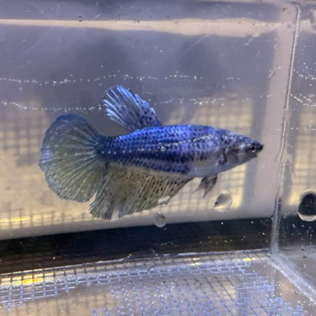 Cupang Halfmoon Female/Betina