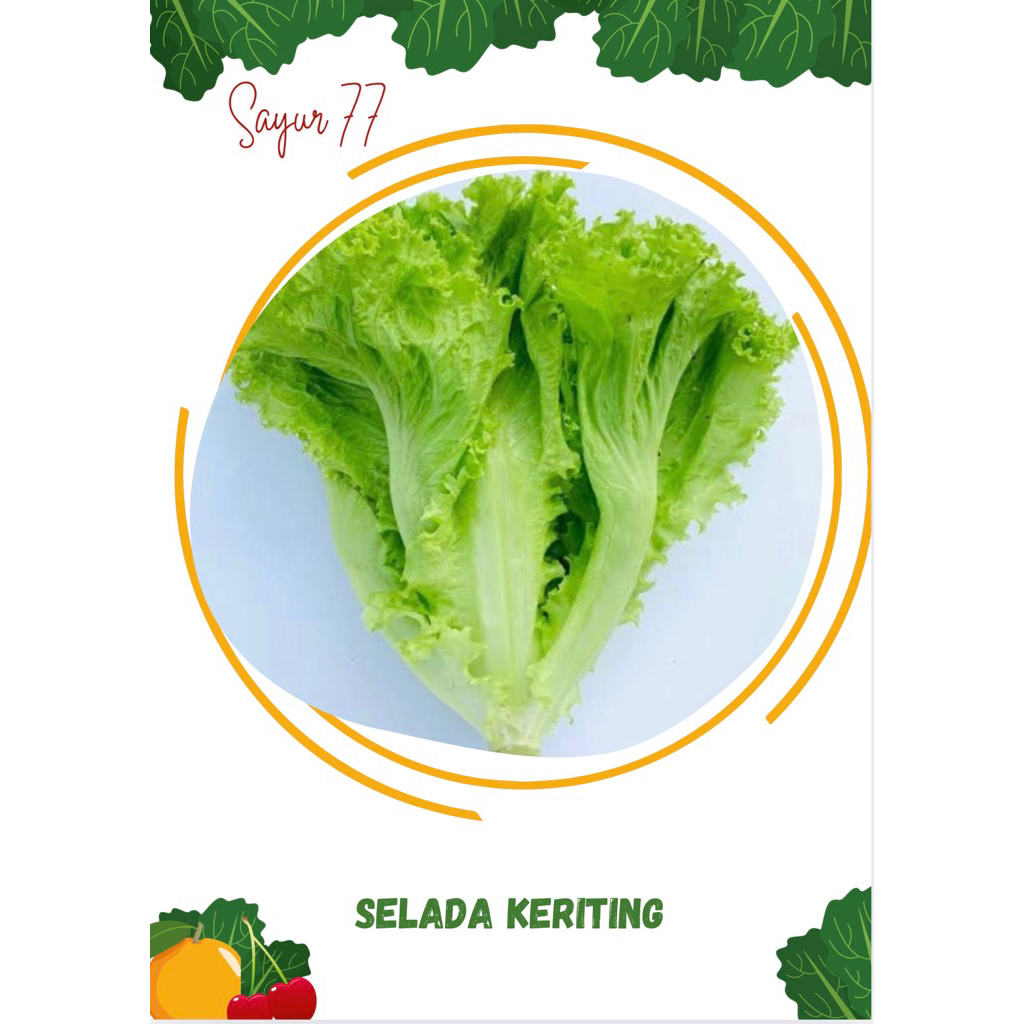 

SELADA KERITING