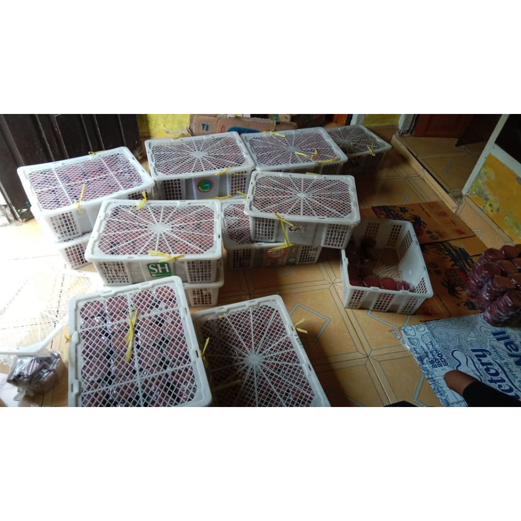 

trasi udang shintiya