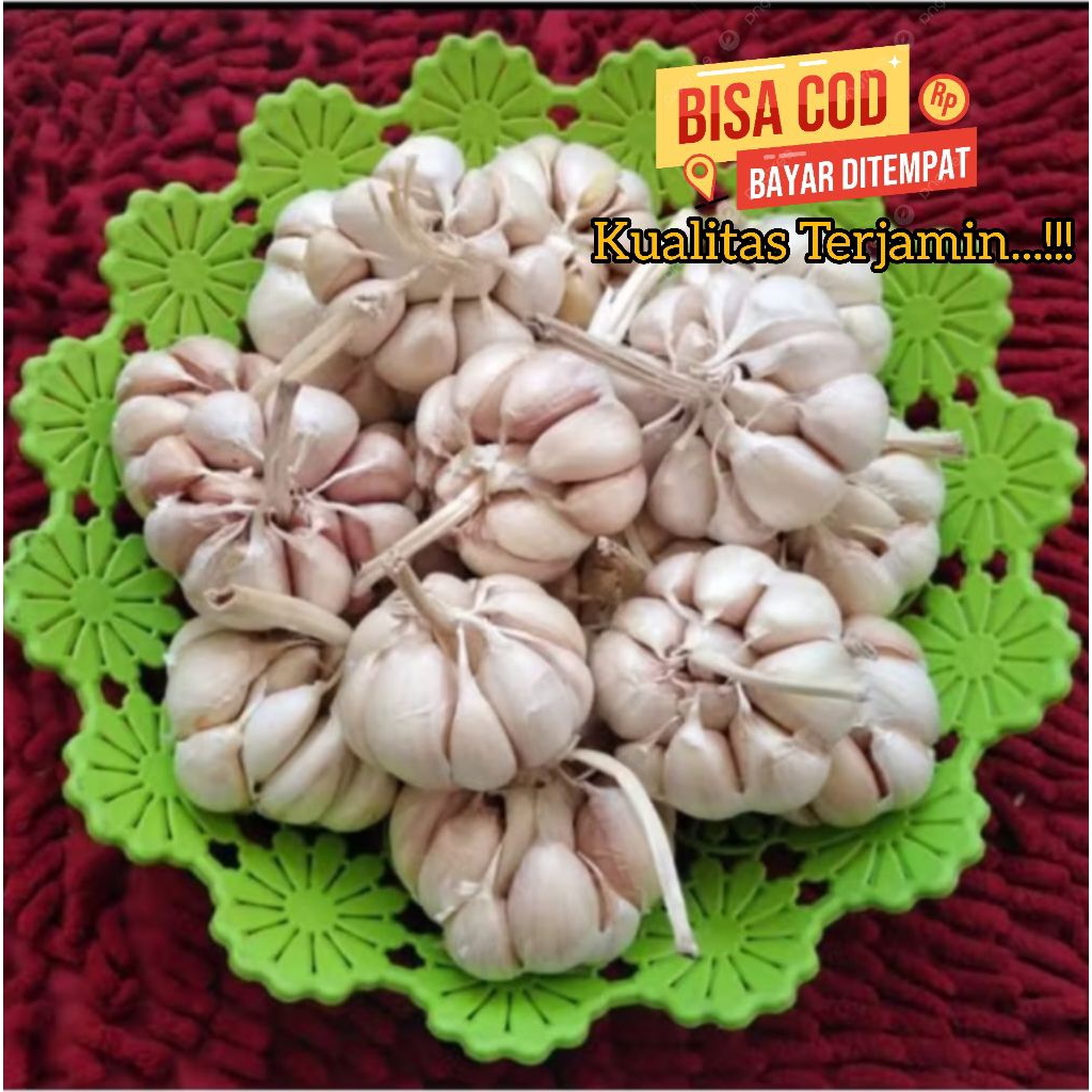 

Bawang putih sinco 500 gr bawang putih berkualitas pilihan