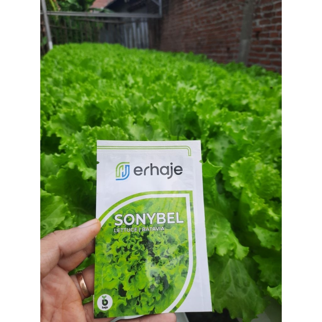 Sonybel Bejo seed Selada Batavia
