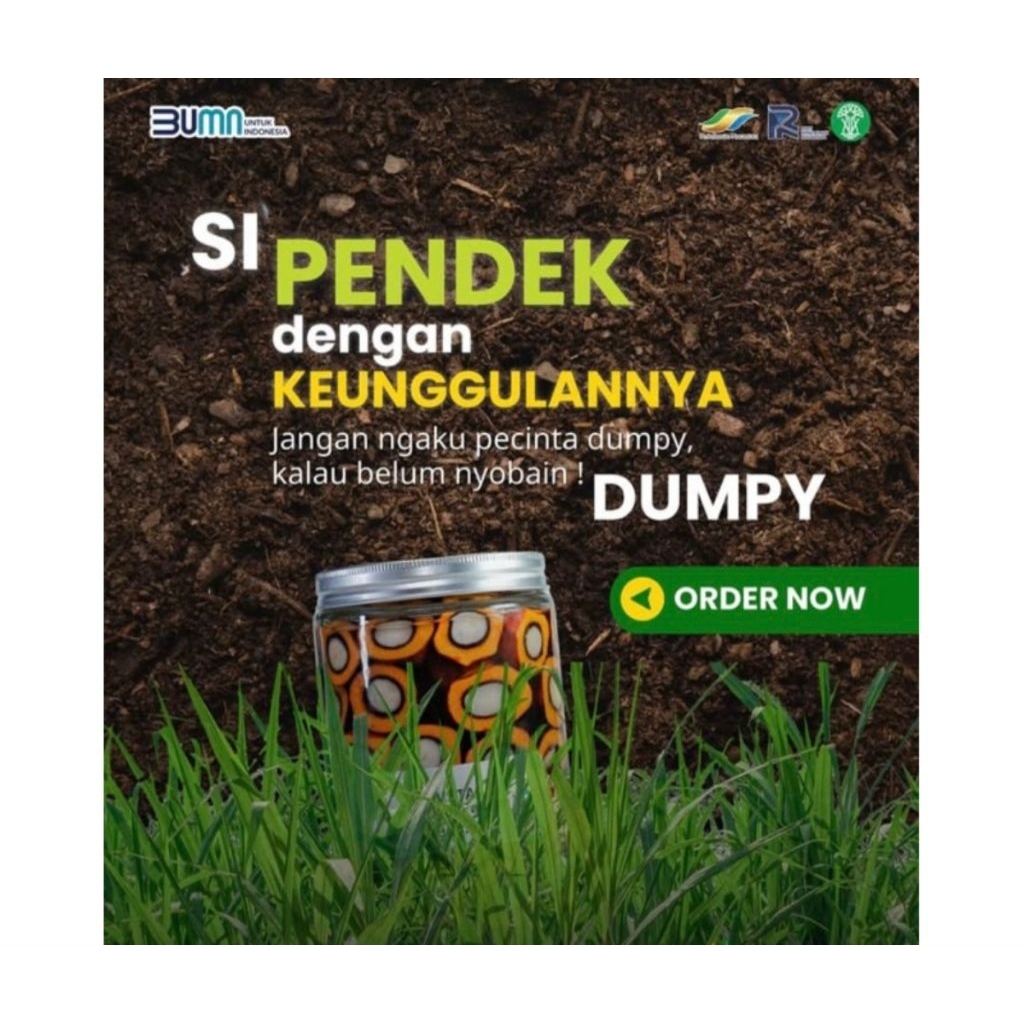 bibit kecambah sawit verietas dxp ppks dumpy/ bersertifikat isi 250 butir