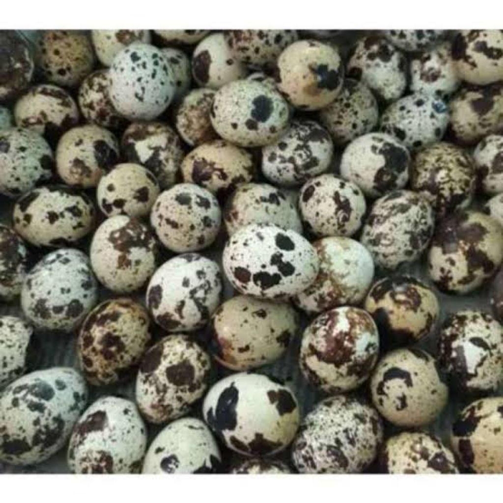 

TELUR PUYUH
