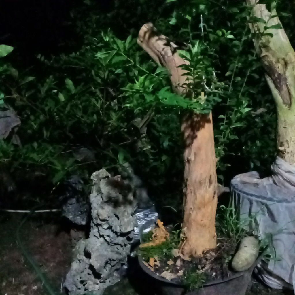 bahan bonsai sisir jumbo