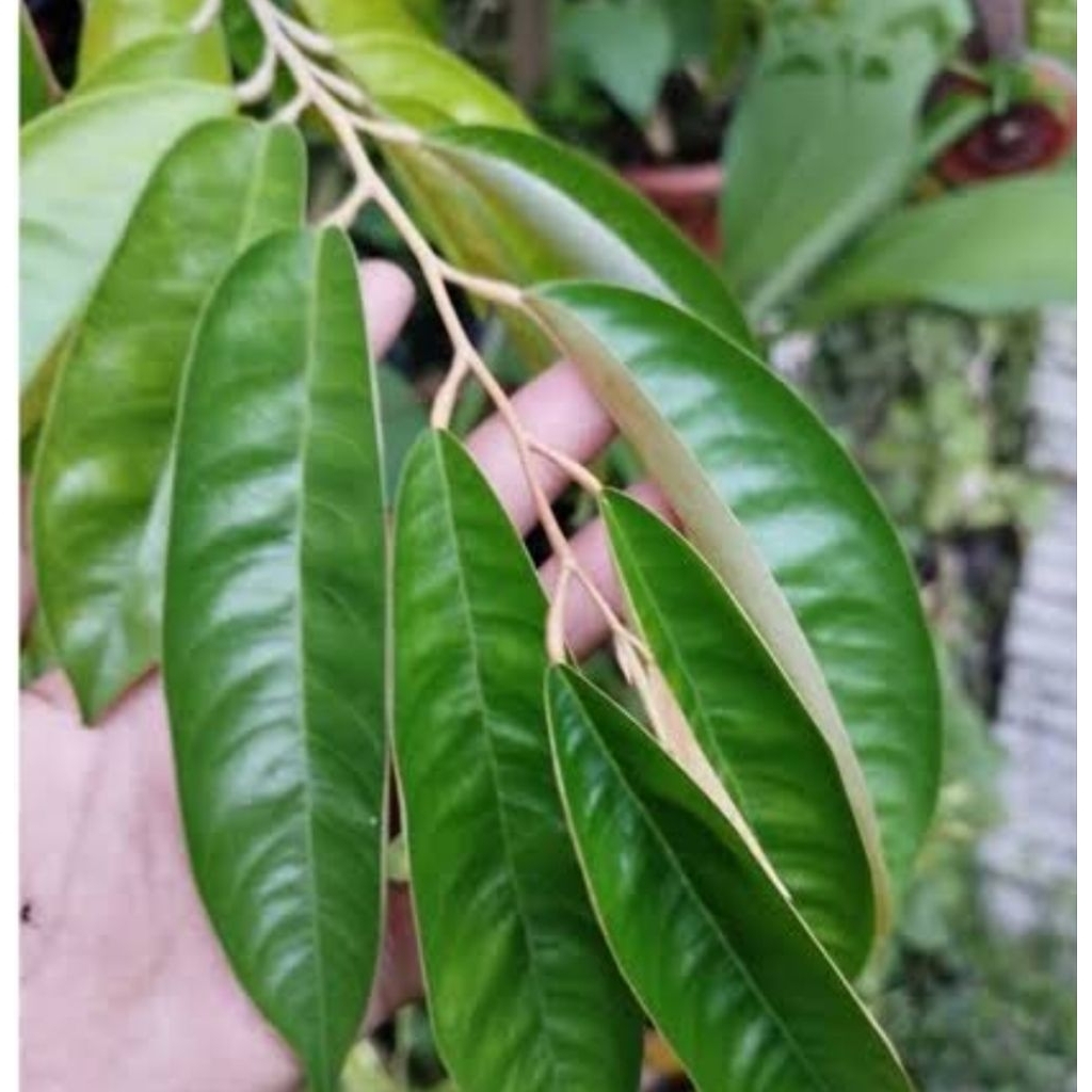

Daun durian segar petik langsung 100 lembar pilihan