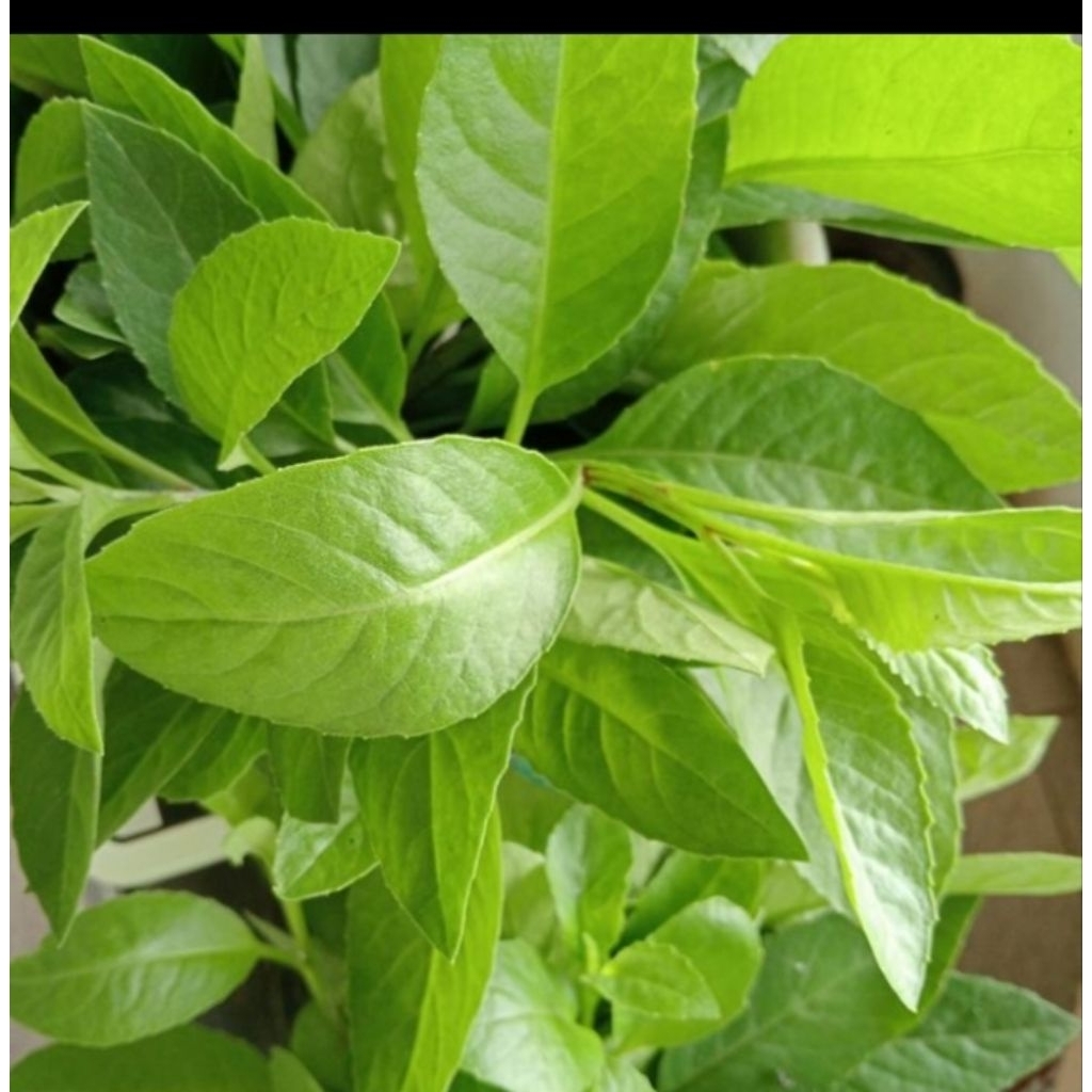 

daun sambung nyawa segar per 100 gram segar terbaik