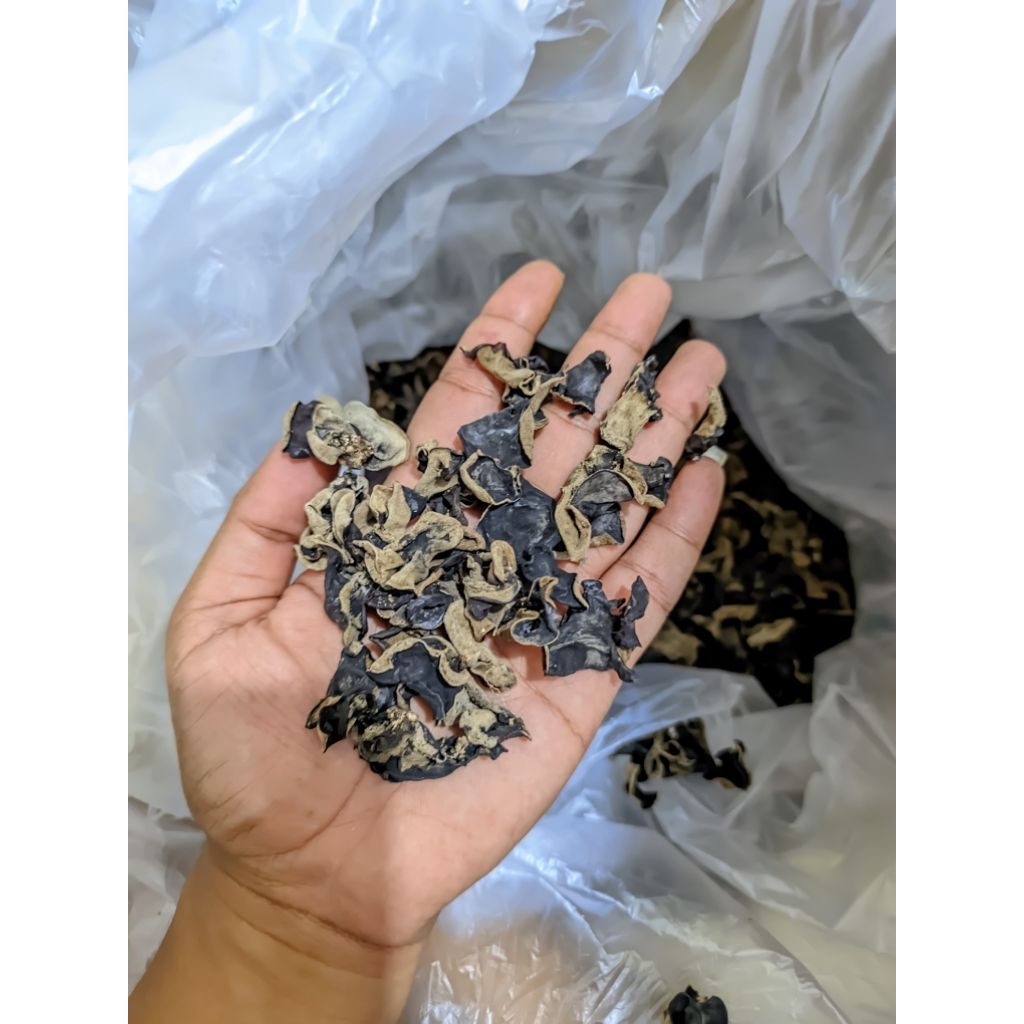 

✅ rencekan remahan jamur kuping kering 500gr mix hasil sortiran murah