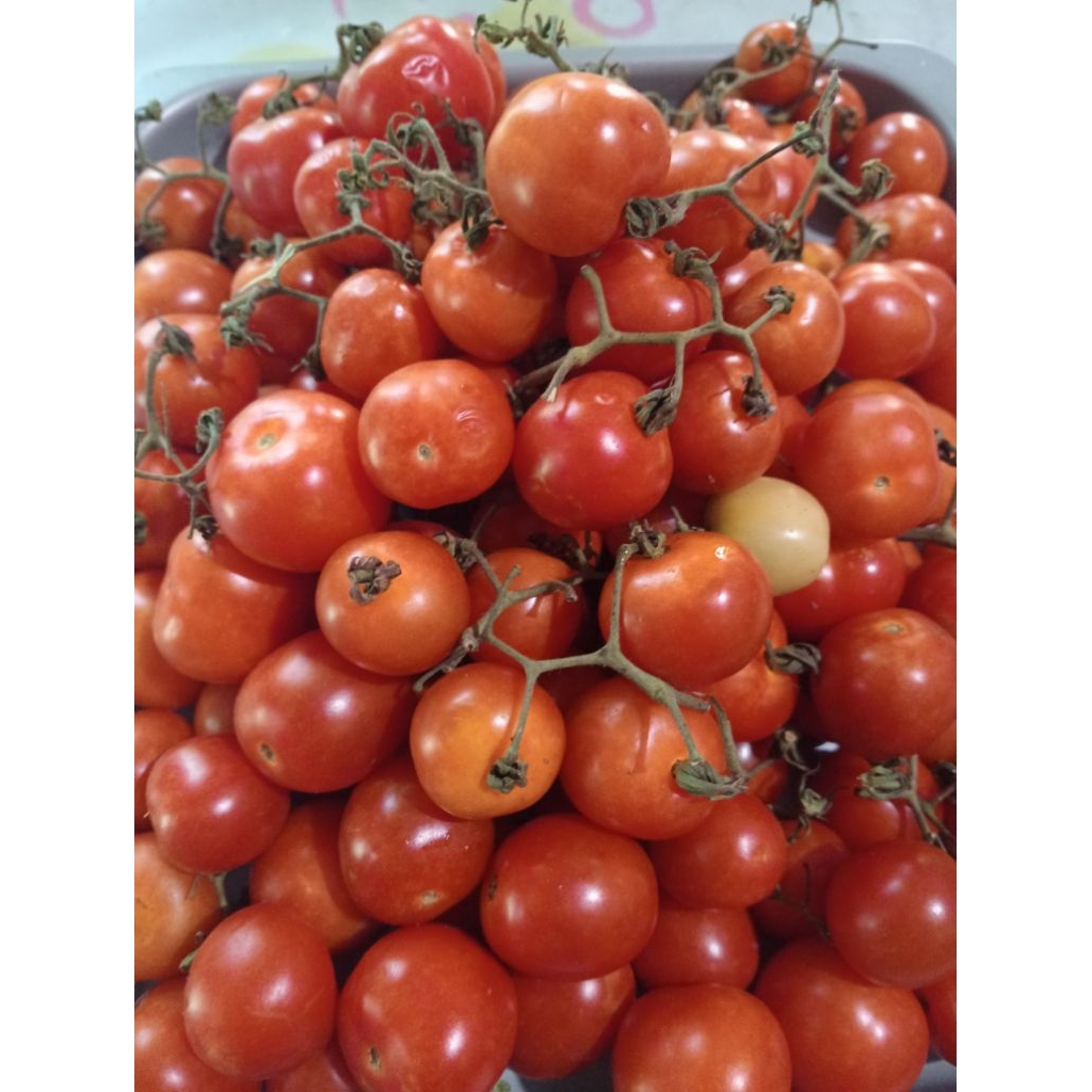 

Rampai Tomat Kecil Fresh Segar Aseli Sumatera 500Gram