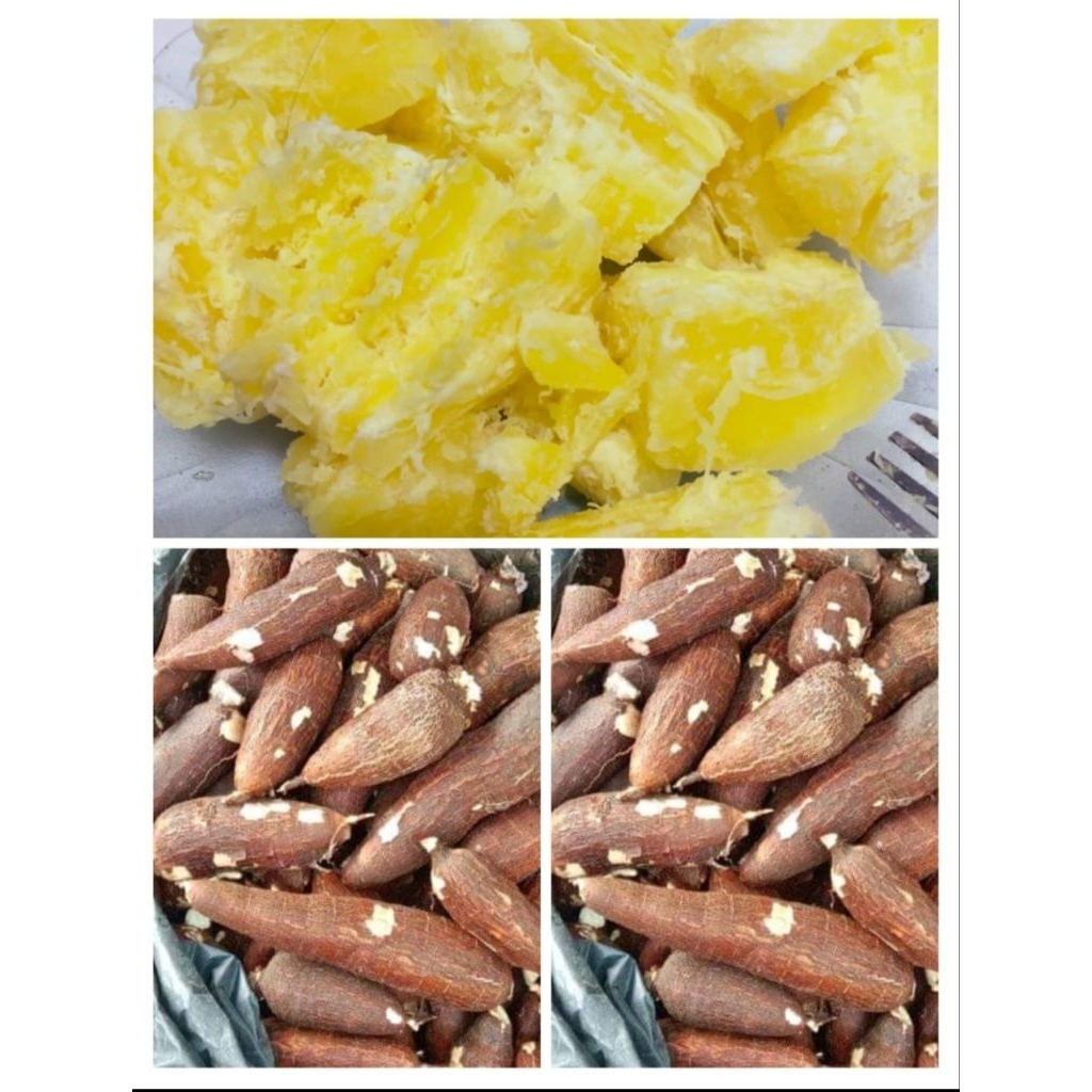 

SINGKONG MENTEGA/KEJU ORGANIK, KWALITAS PREMIUM ASLI PULEN DAN MEKAR 1KG