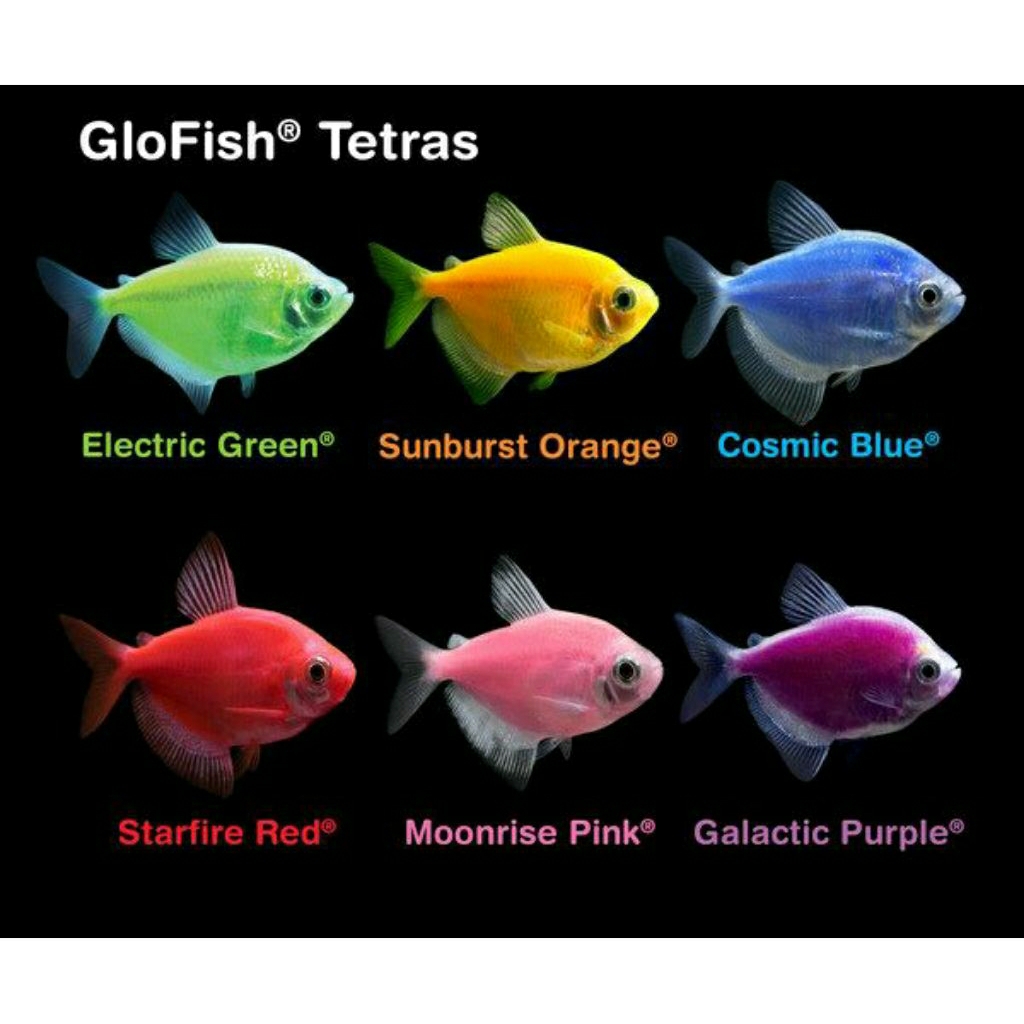 HIASAN AQUARIUM TETRA GLOFISH