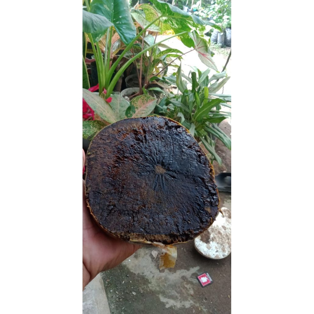 Bibit Buah Black Sapote