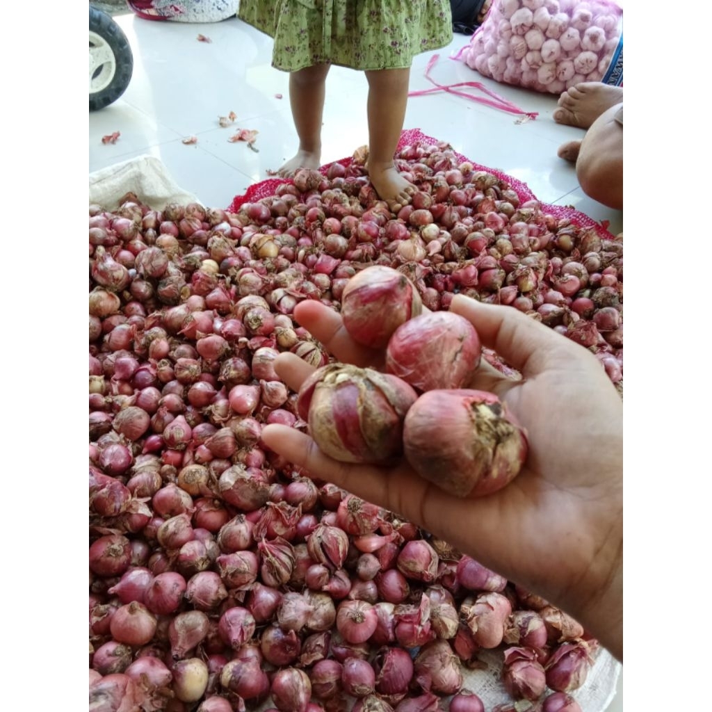 

Bawang Merah 1000gr
