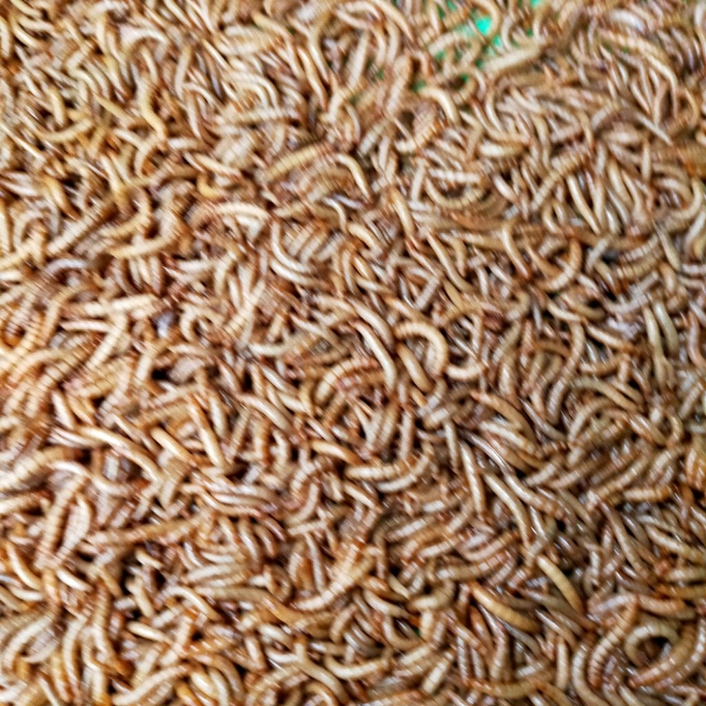 Ulat Hongkong dan ulat kandang Fress /hidup 100gr dan 250gr makanan burung , makanan ikan