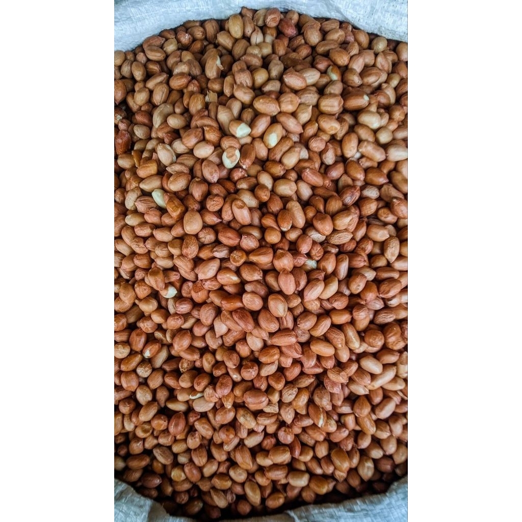 

Jual Kacang Tanah kualitas superr, paket hemat 500 gram