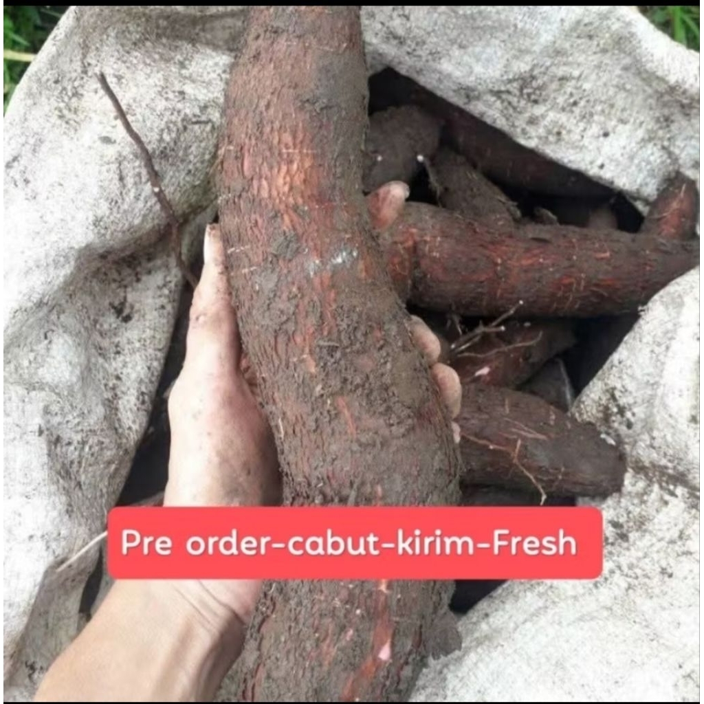 

Singkong Ketela Keju Mentah Segar | Singkong Ketan Fresh [ pre Order ] baru petik/jebol/panen