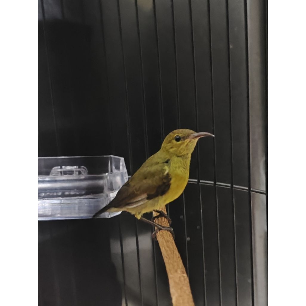 Konin Natuna Metatol Gacoran Ijoan - Endemik Natuna - Burung Nektar