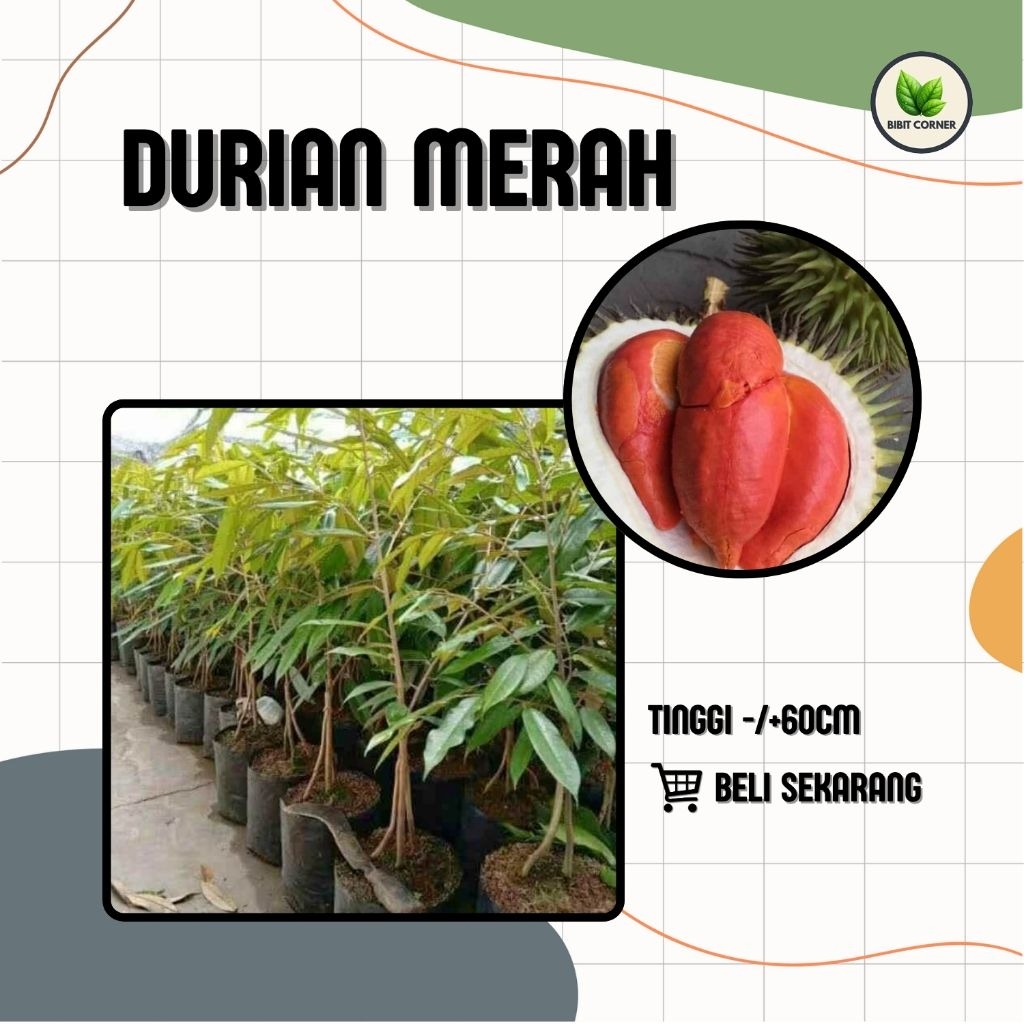 Bibit Durian Merah Asli