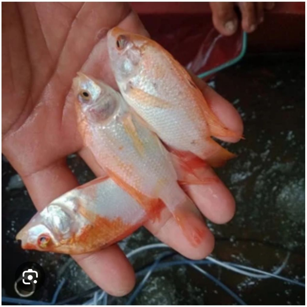 Bibit ikan nila merah silet