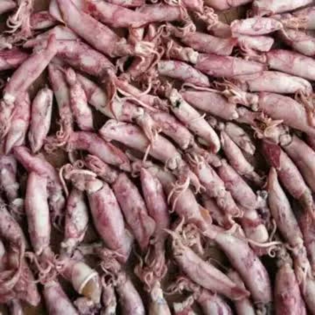 

CUMI KERING ASIN DIJAMIN FRESH/BARU,IKAN CUMI KERING 250gram