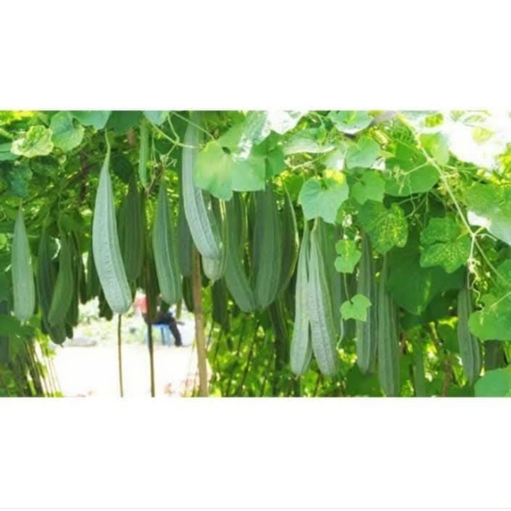 25 butir-cod-benih bibit gambas oyong panjang berkualitas