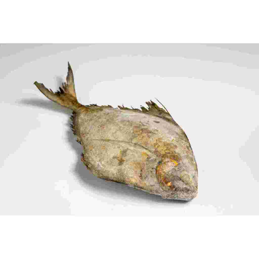 

Ikan bawal laut /ikan segar/ikan murah/seafood/ikan laut