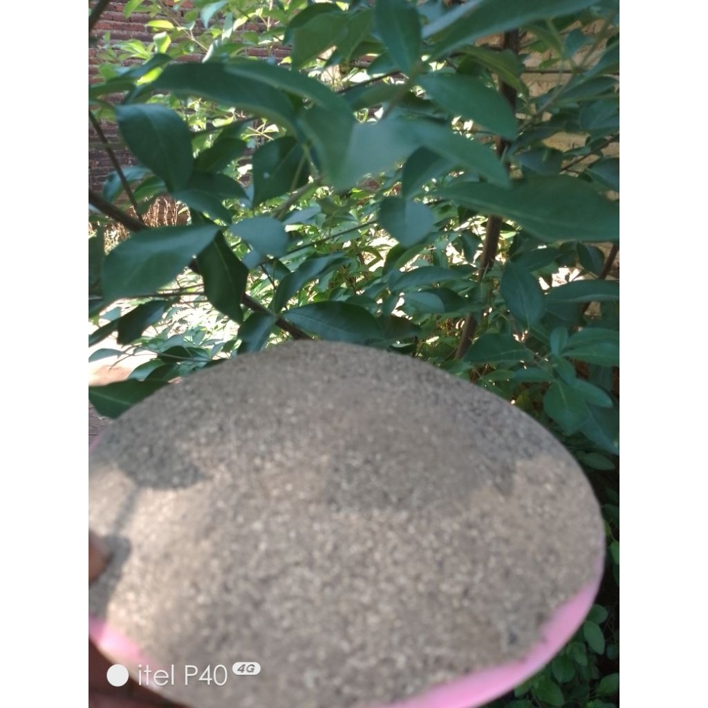 

biji Legundi powder kemasan @ 500 g