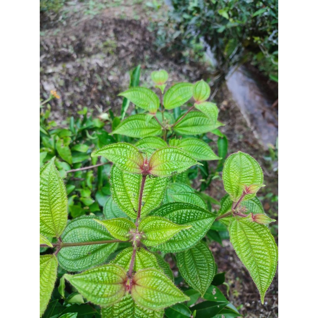 

100gr Daun Harendong Segar Daun Senggani Daun Harendong Bulu